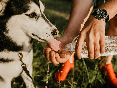 Keeping your canine cool during the summer