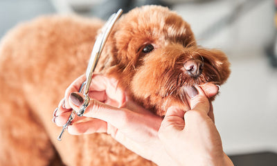 How proper dog grooming and hygiene practices can prevent common conditions