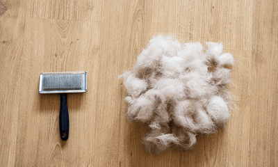The science of shedding - how to manage your dog's hair effectively