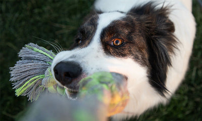 Festive fun for four legs: games and activities to train your dog's mind