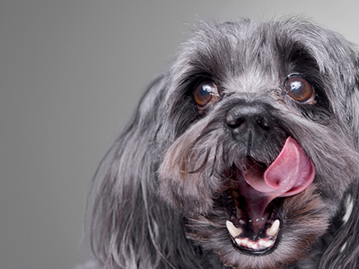 Why is dog dental health so important?