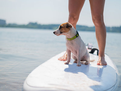 What you need to know before taking your dog on holiday