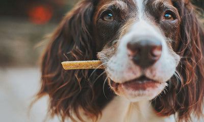 Tail-wagging goodness: the latest trends in canine cuisine