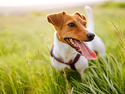 Quick tips to prevent and check for ticks and fleas on your dog