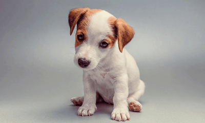 Puppy Parenthood 101: the quick guide to raising a happy and healthy pup