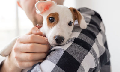 How to encourage good behaviour in your puppy