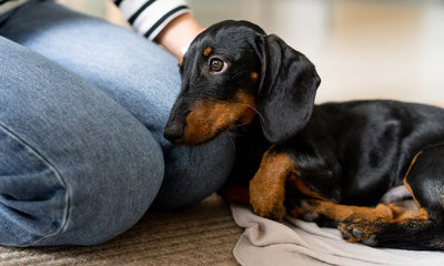 How to help your dog overcome separation anxiety: practical tips for a calmer pup