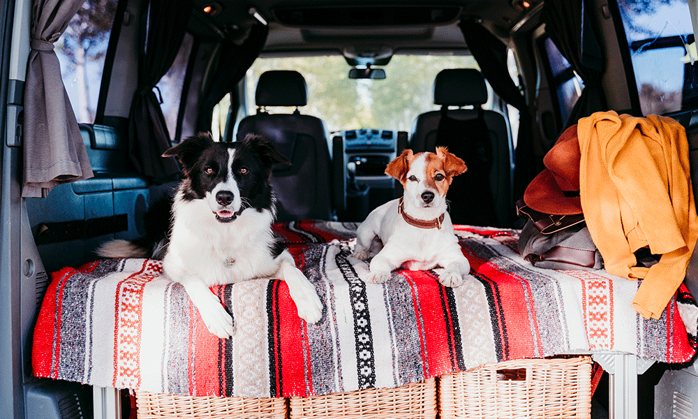 Tails of travel: a guide to dog-friendly adventure β Doggy Styling