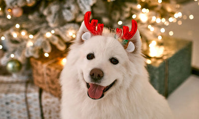 Keeping your pup happy over the Christmas holidays