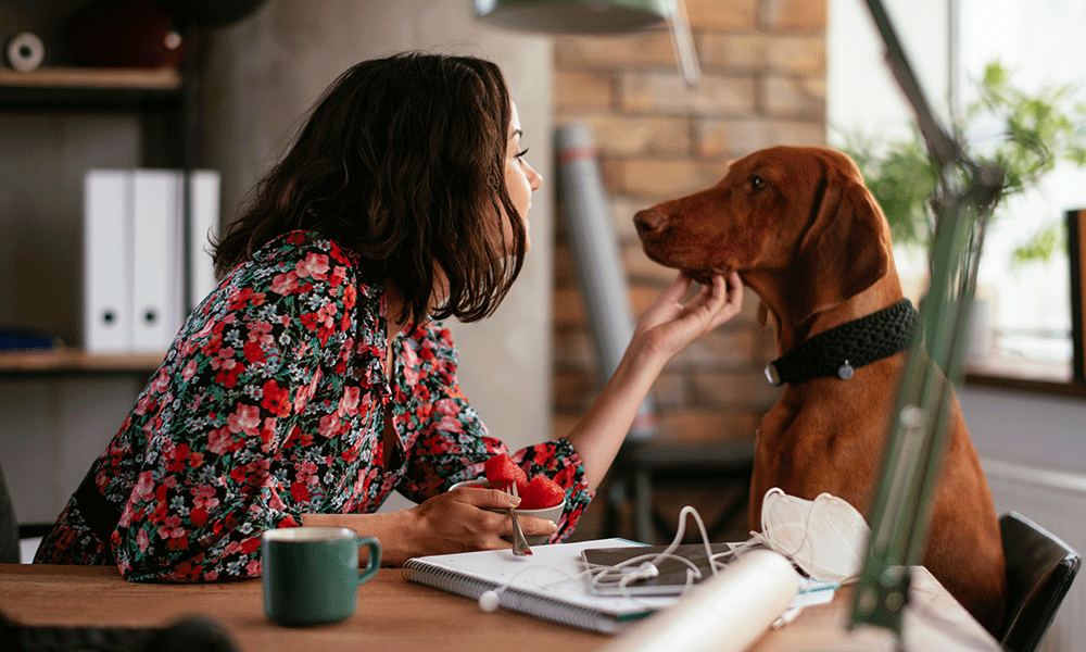 Unleashing happiness at work: the power of dogs in the workplace ...
