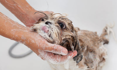 A groomer’s guide to basic dog grooming at home