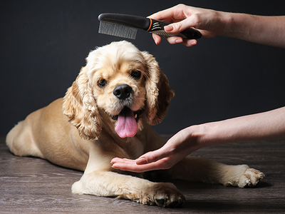 Dog health and the benefits of regular dog grooming