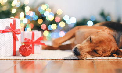 Deck the paws: Christmas gift ideas to delight your dog
