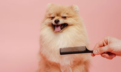 Doggy Styling’s complete guide to dog grooming