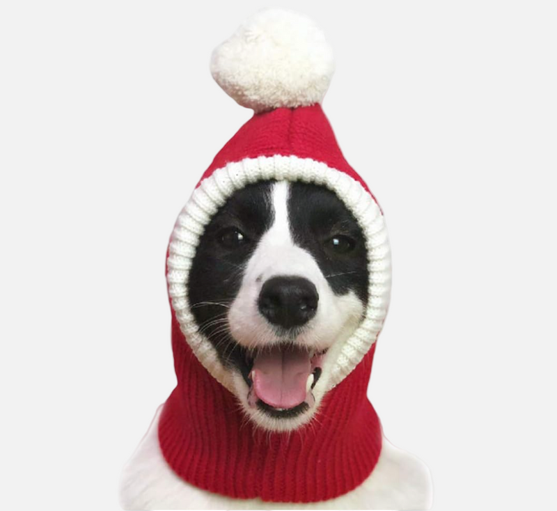 Dog wearing a red knitted hat with a white pom-pom on a white background