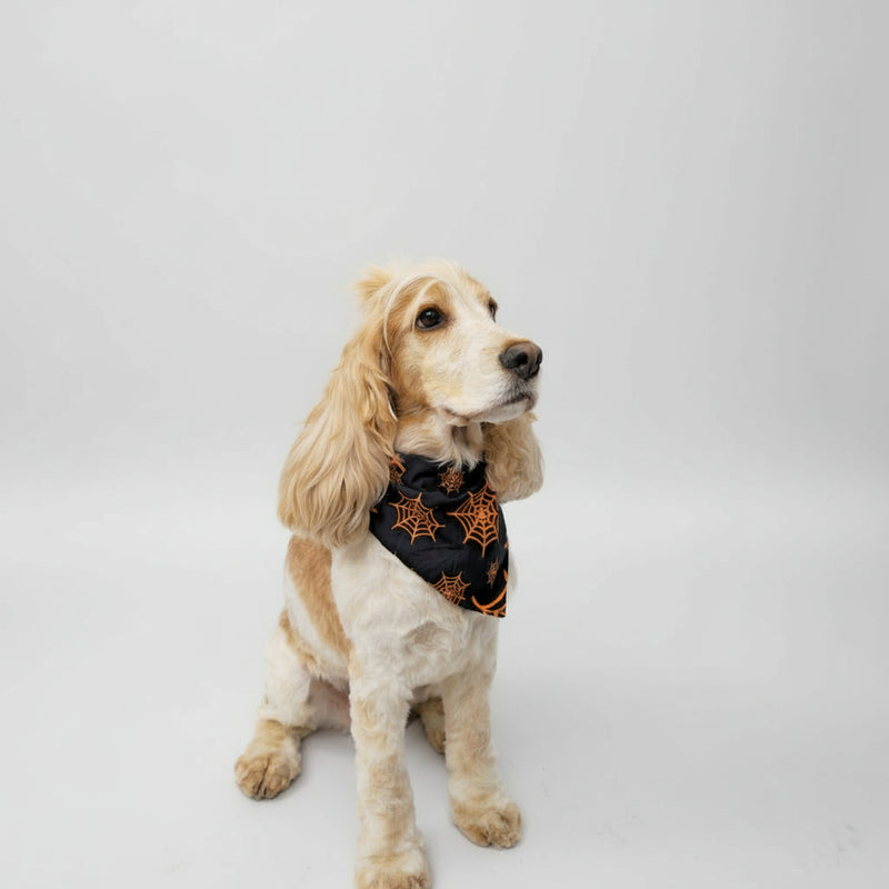 Halloween Dog Bandana – Black & Orange Spiderweb Print