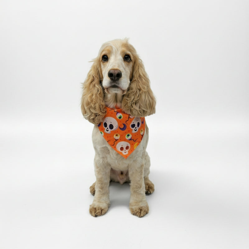 Dog wearing a Halloween-themed bandana on a white background