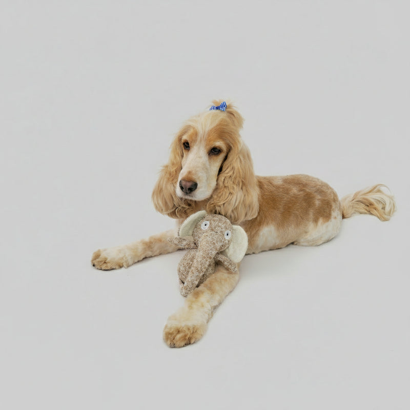 Dog lying on a light gray background with a stuffed elephant toy