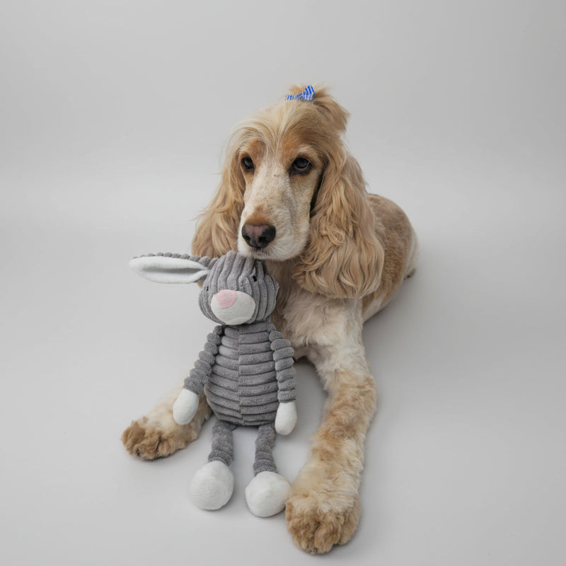 Dog playing with a stuffed toy on a white surface