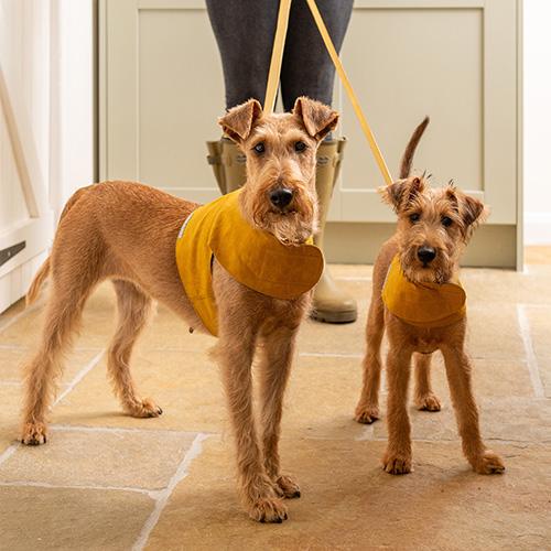 Mustard Wax Dog Harness - Mutts & Hounds