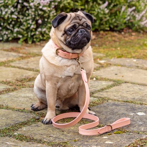 Rose Leather Dog Lead - Mutts & Hounds