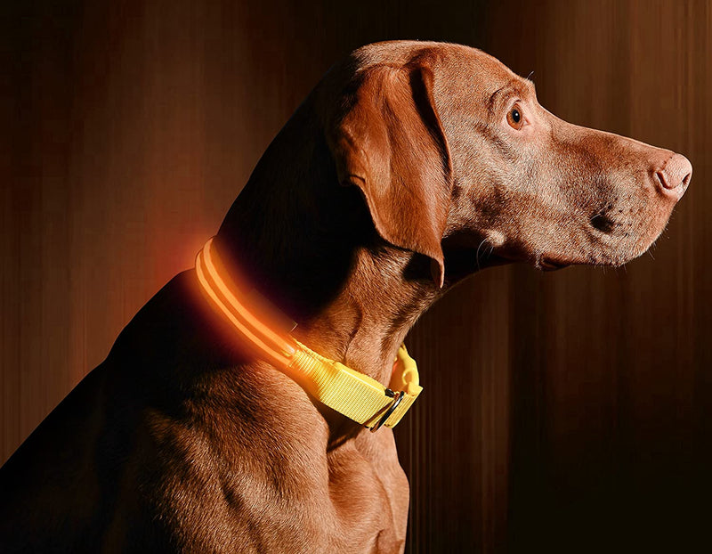 LED Dog Collar - Doggy Styling